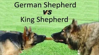 German Shepherd Vs King Shepherd (Breed Info and Comparison)