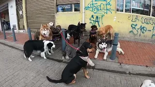 inicia un buen paseo de liderasgo con tu perro de esta manera