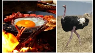 Ostrich Egg English Breakfast BIGGEST AFRICA!