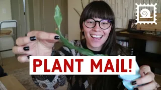 UNBOX HOUSEPLANT MAIL WITH ME! | Plant Gifts & Trades