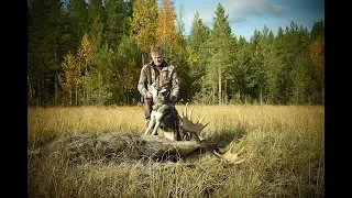 Moose Hunting with Jämthund 2