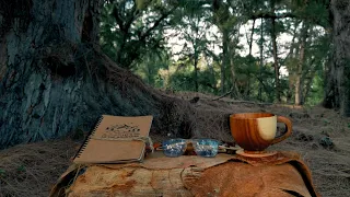 Sunrise Coffee in the Forest Ambience, Studying with Birdsong and Windsong 10°C / 50°F