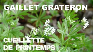 Cueillette de Printemps : Le Gaillet Grateron | Episode 4/7