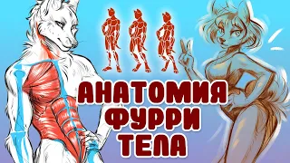 🐱Как рисовать тело фурри ? / Анатомия идеального фурри персонажа🖌️