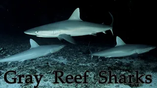 Aggregation of Gray Reef Sharks (Carcharhinus amblyrhynchos) - Kona, Hawaii - Baby Grey Sharks!!