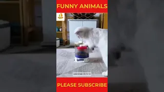 Funny Animal Videos 2023 || Funny Cats  #shorts #shortsfeed #short #funnyanimals#cute