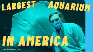 Georgia Aquarium Tour | The LARGEST Aquarium in US