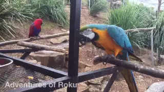 Walk in Exotic Parrot Aviary