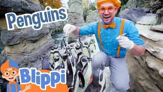 Blippi Visits Penguins at the Zoo! | Educational Animal Videos for Kids