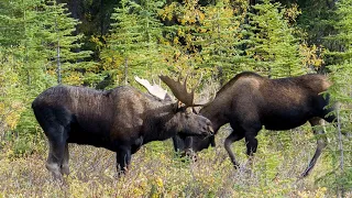 Bull Moose Starts Courting a Cow as the Moose Rut Begins