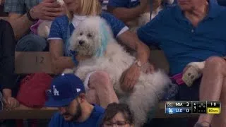 MIA@LAD: Pups at the Park at Dodger Stadium