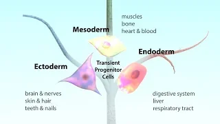 What is a pluripotent stem cell?