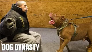 Getting Smashed By Hulk - The World's Biggest Pitbull | DOG DYNASTY