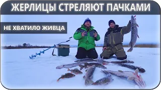 ЖЕРЛИЦЫ СТРЕЛЯЮТ ПАЧКАМИ | ТАКОЙ РЫБАЛКИ МЫ НЕ ОЖИДАЛИ | ЖИВЕЦ КОНЧИЛСЯ УЖЕ В ОБЕД!