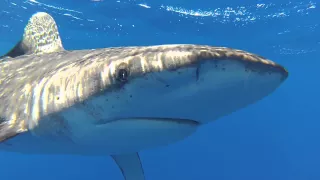 Oceanic White Tip Shark's Eye: WSV