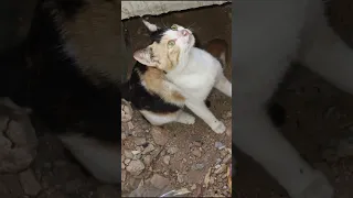 An Angry Mother cat protects her Kittens and doesn't let anyone approach them | #cat #kittens