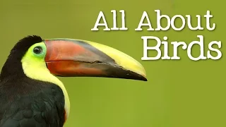 All About Birds for Children: Animal Learning for Kids - FreeSchool
