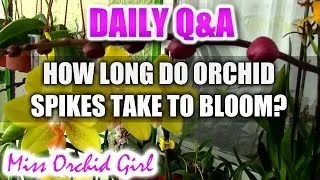 Q&A - How long do Orchid spikes take to bloom?