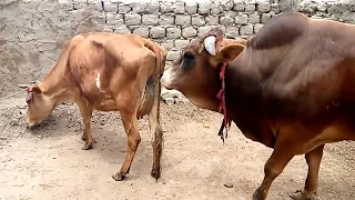 Bull and cow in my village || Village Animals ||