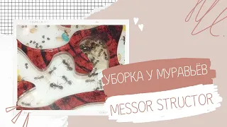 УБОРКУ У МОИХ МУРАВЬЁВ!   |  MESSOR STRUCTOR  |  САША И МУРАВЬИ