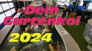 Dein Gartenkoi 2024! Saison Start mit riesiger Auswahl an Koi!