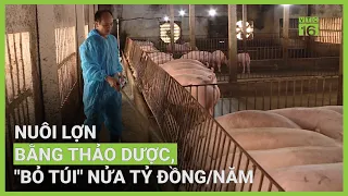 Nuôi lợn bằng thảo dược, "bỏ túi" nửa tỷ đồng/năm | VTC16