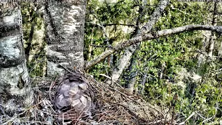 Kanakull:Accipiter gentilis 21.05.2022 07:43 🐣