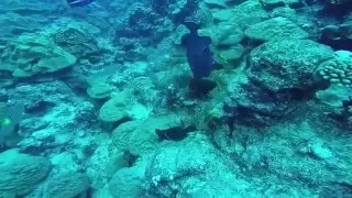 Snorkeling and Diving in Rarotonga (Cook Islands)