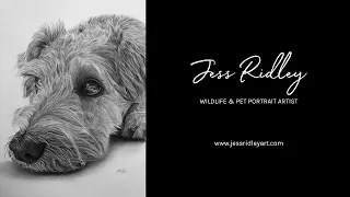 Bertie - Patterdale x Schnauzer Pet Portrait