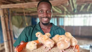 How to Raise Baby Chicks. Simple, Easy & Cheap Tips!