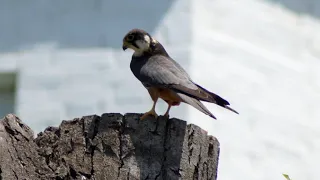 Чеглок трапезничает. Falcon Hobby eat