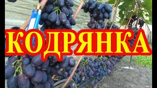 Виноград КОДРЯНКА в Г-образной теплице на севере Беларуси