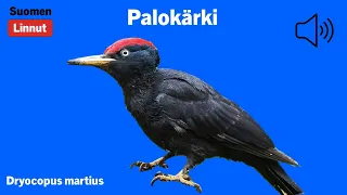 Palokärki - Dryocopus martius - Black Woodpecker - spillkråka - DRYMAR