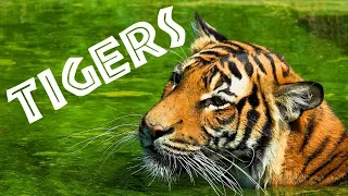 Tigers for Kids: Learn All About Tigers - FreeSchool