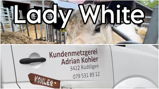 mussten schönes Rind schlachten