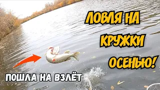 Рыба жирует перед зимой! Рыбалка на кружки в октябре! #наживца #щуканажерлицу #окунь