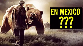 El Oso grizzly mexicano está realmente extinto? ¡Descúbrelo aquí!