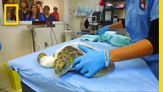 Sea Turtles Get Life-Saving Surgery at Florida Hospital | National Geographic