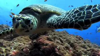 How Balloon Releases are Harming the Marine Ecosystem