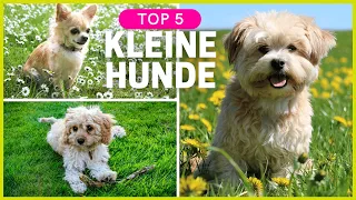 Top 5 kleine Hunderassen | Kleine Hunde zum verlieben! ❤