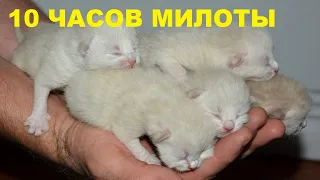 Звуки котят слушать онлайн бесплатно 10 часов