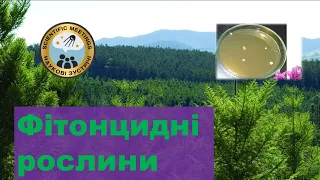 Можливості оздоровлення приміщень фітонцидними рослинами