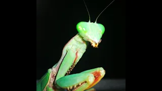 Sharpy The Giant Rainforest Mantis