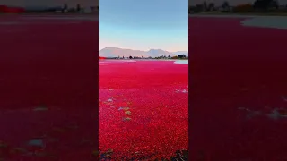 Wet Cranberry Harvest in USA