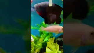 Oscar Fish Bites Me#oscarfish