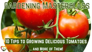 10 Tips to Growing Tomatoes... and More of Them!