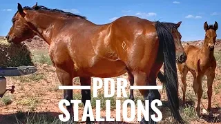 MEET THE 11 STALLIONS OF THE PDR!! #breedingstallions #studhorses #aqha