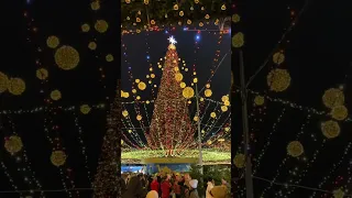 Новогодняя Елка на Софийской площади ! Киев, новый год 2022, Украина, елка, рождество, 21.12.2021.