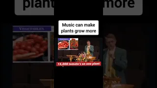 Playing music for plants really does promote faster healthier growth, Classical music to a Cornfield