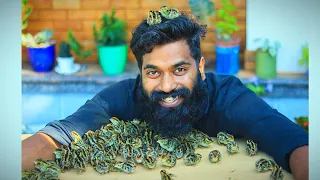 200 കാടകുഞ്ഞുങ്ങളെ വിരിയിച്ചപ്പോൾ | Haching 200 Quail Eggs At Home | M4 TECH |